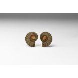 Natural History - Polished Ammonite Fossil Specimen Pair