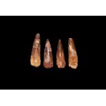 Natural History - Spinosaurus Dinosaur Tooth Group