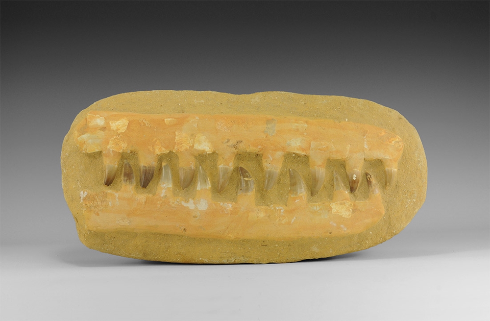 Natural History - Mosasaur Fossil Teeth - Bild 2 aus 2