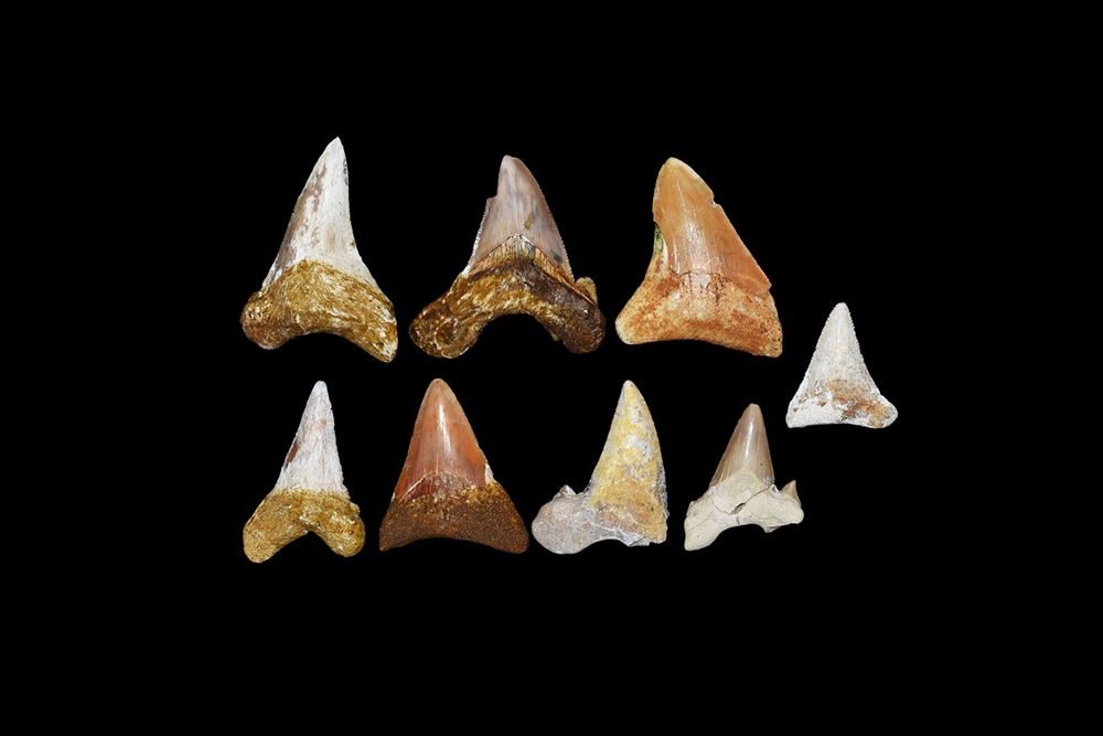 Natural History - Fossil Shark Tooth Group