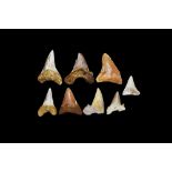 Natural History - Fossil Shark Tooth Group