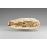 Natural History - Brazilian Fossil Milk Fish