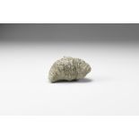 Natural History - Historic Fossil Coral Specimen