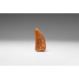 Natural History - T-Rex Dinosaur Fossil Tooth