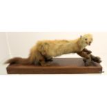 A taxidermy Ferret