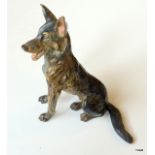 A cold painted Austrian bronze Alsatian dog