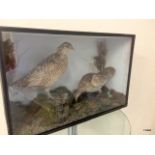 A taxidermy pair of Heath Hens in Original Case (extinct 1932). 44 x 68 x 27cm