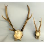 A Roe Deer & A Red Deer Stag Antler head