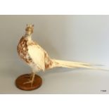 A taxidermy pheasant standing 43 cm tall