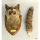 Lord Middleton's Hounds 1911 Shield Mounted Taxidermy Fox Mask and brush