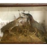 Two little herons set in a naturalistic backdrop in a glazed case 51 cm wide