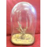 A taxidermy glass dome and habitat 48 x 30cm approx