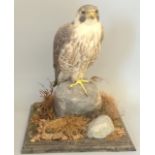 Fine Quality Victorian Rowland Ward Mounted Taxidermy Peregrine Falcon. 44 x 33 x 23cm