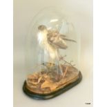 Victorian Dome Glass Cased Mounted Taxidermy Sparrow Hawk in Naturalistic Setting. 47 x 30 x 20cm