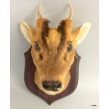 A Muntjac Deer Taxidermy Trophy on Shield. 38cm from wall to nose, 20cm wide.