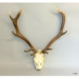 A pair of Royal Antlers. 75cm span, 85cm length.