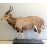 A Taxidermy South African Nyala Antelope on wooden base. 170 tall including horns (horn 50cm) 170