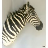 A taxidermy Buchell's Zebra Trophy Head. 80cm to nose x 40cm across x 90cm tall.