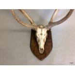 A pair of Shield Mounted Indian Sambar Deer Antlers