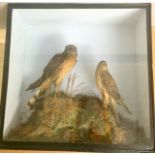 Two Harriers set in a naturalistic backdrop in a glazed case 71cm wide