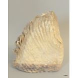 Ancient Mammoth Tooth. 24 x 20 x 6cm