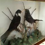 A Ring Ouzel and friend set in a naturalistic backdrop in a glazed case 53 cm wide