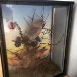 Two Crossbills set in a naturalistic backdrop in a glazed case 26 cm wide