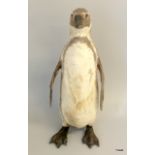 A taxidermy Black Footed Penguin. 50cm tall