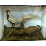 A cased pair of Taxidermy Silver Pheasants in naturalistic Setting