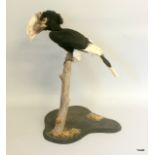 A taxidermy Oriental Pied Hornbill. 60 cm tall