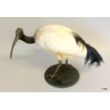 A Taxidermy African Sacred Ibis. 35cm tall