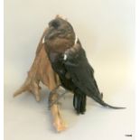 A taxidermy White Necked Raven. 40 cm tall