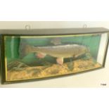 .A Taxidermy Chub in Original case. 32 x 81 x 15cm