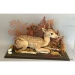 A taxidermy Roe deer from the Rushmore Estate circa 1920. 38 x 57 x 18cm