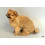 A taxidermy small long haired dog. 30 x 30 x 10cm