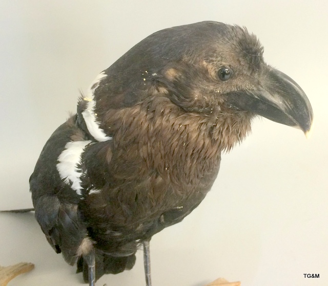 A taxidermy White Necked Raven. 40 cm tall - Image 6 of 11