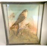 An Antique Cased Taxidermy Merlin. 39 x 34 x 15cm