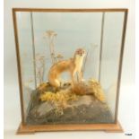 A taxidermy Stoat in a glass display case and natural mount. 44 x 39 x 33 cm