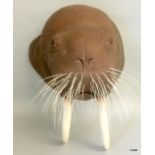 A replica walrus trophy head. 64 (tusk to top of head) x 42 depth from wall x 44cm wide.