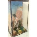 Victorian Glazed & Cased Mounted Taxidermy Kestrel Hawk in Naturalistic Setting. 42 x 25 x 15cm