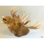 A taxidermy Moose head with antlers. 80cm from shield to nose, 110 cm antler span.