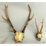 A Roe Deer head with antlers and a set of red Deer Stag Antlers