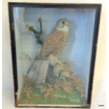 A cased taxidermy Kestrel in naturalistic setting. Case size 42cm x 32cm x 15cm.