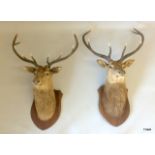 Two taxidermy red deer trophy heads. 10 point antler measures 60 cm from shield to nose, 90cm