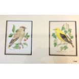 Framed watercolour of a waxwing and a golden oriole