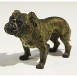 A late 19th/early 20th Century Austrian cold painted cast bronze figure of a standing bulldog,