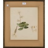 Augusta Innes Withers - 'Dendrobium' (Botanical Study), watercolour, titled recto, artist's name