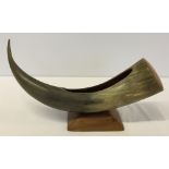 Curved cattle horn mounted on a polished wood stand. Carved opening to the top. Approx 17" wide x