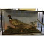 A cased taxidermy of an English cock pheasant.