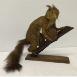 A taxidermy red squirrel.